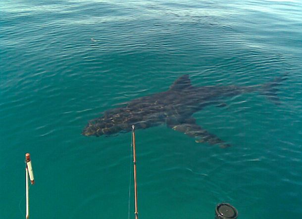 Great white sharks encountered near city